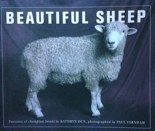 You are currently viewing Beautiful Sheep: Portraits of Champion Breeds