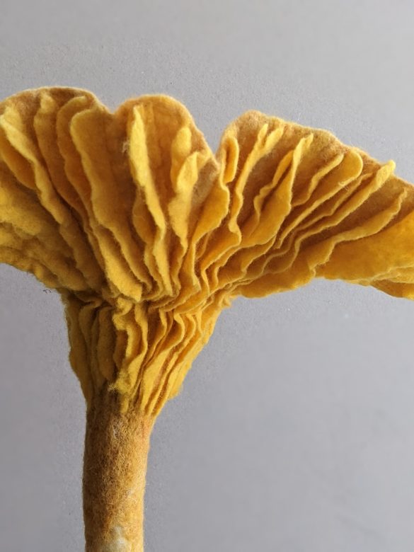 FULL OF WOOL: FOREST FUNGI